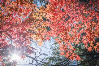 フォトスポットのご紹介~庭園~