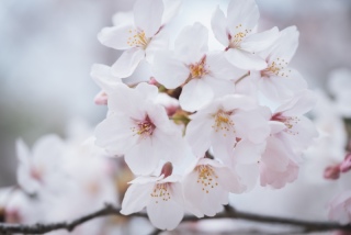 春の撮影~桜編~