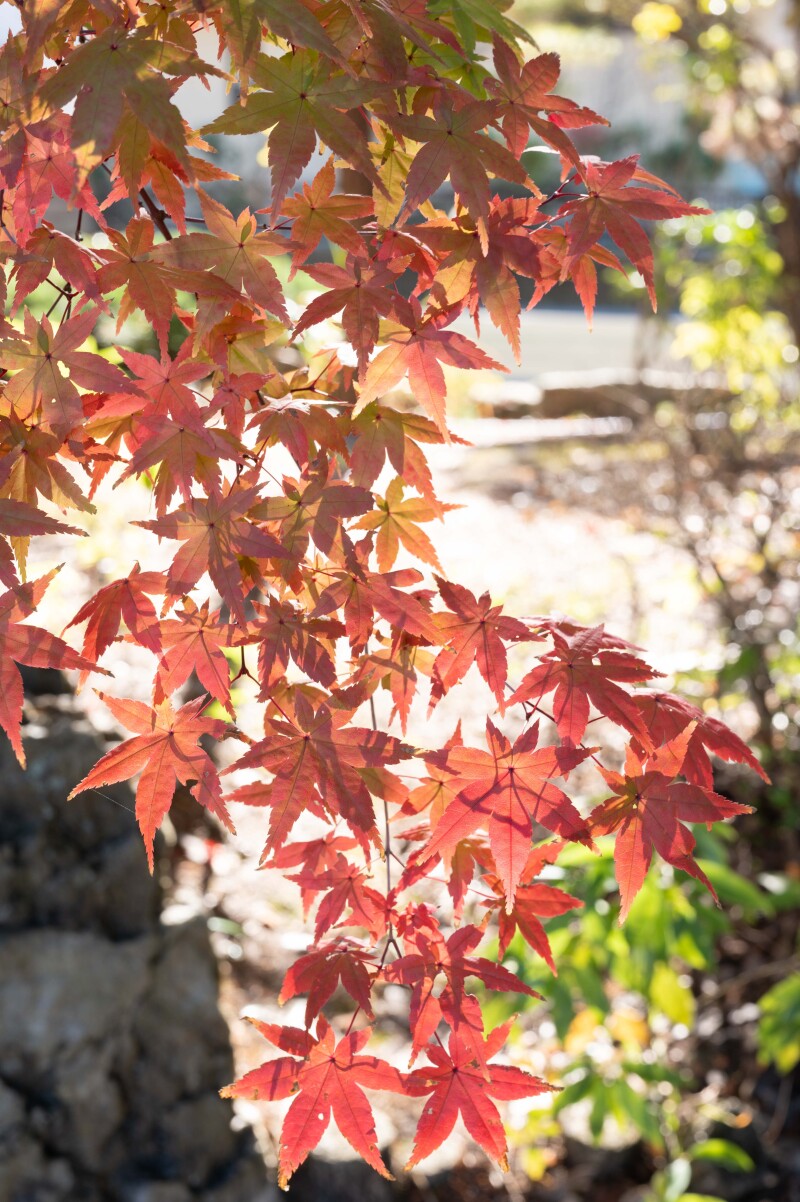 紅葉撮影