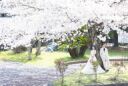 桜ロケーション撮影