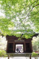 新緑いっぱいの妙本寺【鎌倉寺社ロケーション】