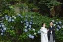 紫陽花が綺麗な三渓園での撮影!