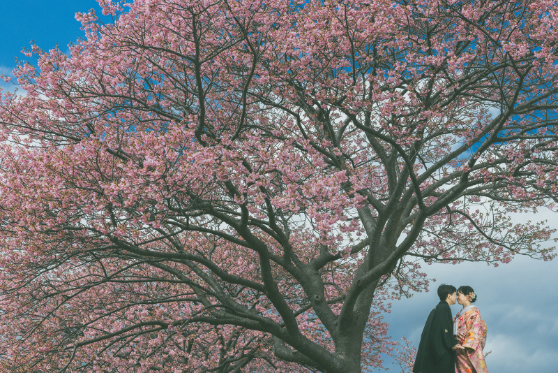 河津桜の季節
