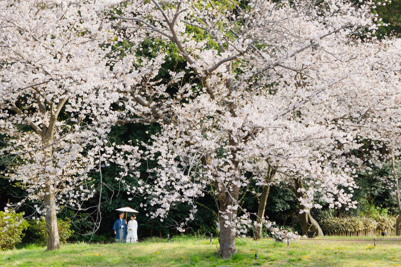 一面の桜と撮る photo by 谷澤明美