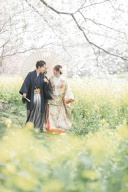 2026年桜撮影のご案内開始しました