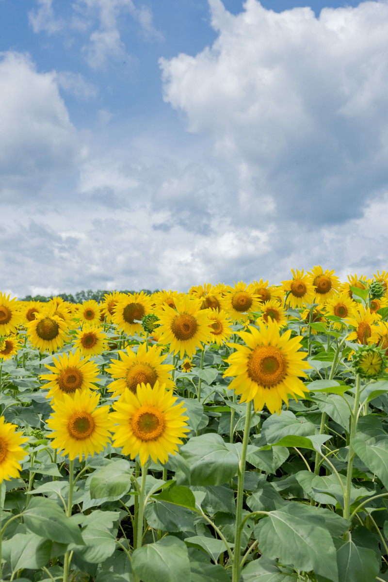 思いっきり夏を楽しみましょう!