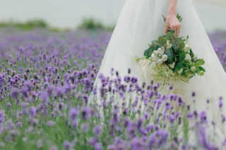 見頃は7月✨札幌でもラベンダー撮影できます！お気軽にお問い合わせください♪