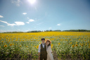 【キャンペーン】日本最 大のひまわり畑でウエディングフォトを撮影しませんか？