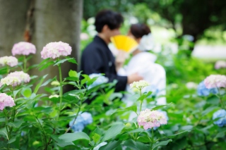 紫陽花との写真