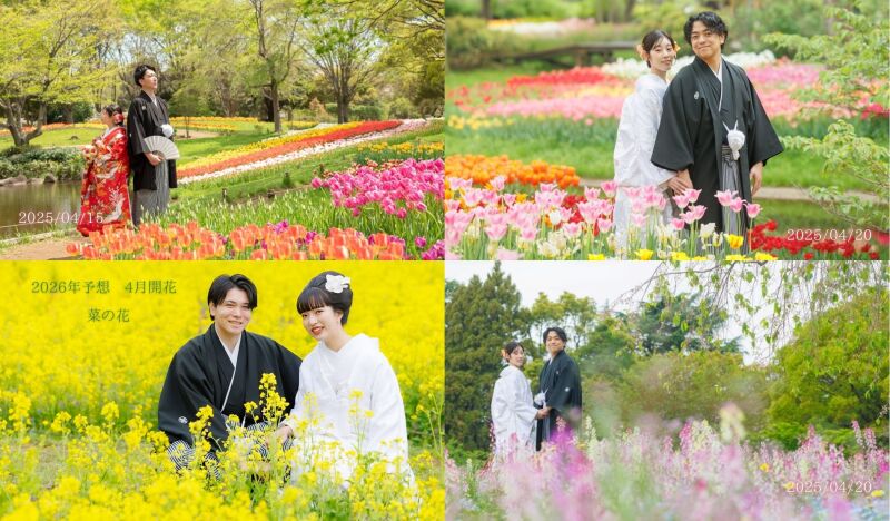 桜シーズンのウエディングフォト公開 ‼ 華雅苑立川店