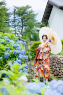 紫陽花の開花状況