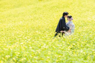 黄色のコスモス