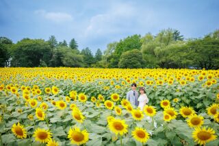 ひまわり畑