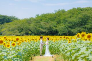 2025年8月　ひまわり前撮り撮影！フォトウエディングの最新レポート♡