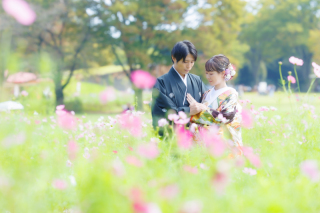 今年もやってきた!ピンクのコスモス