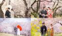 桜シーズンのウエディングフォト公開 ‼ 華雅苑立川店