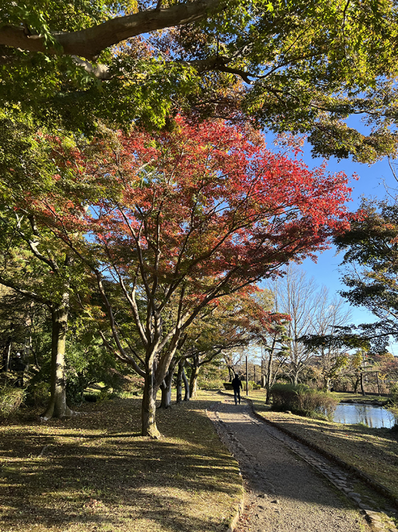 ~偕楽園の紅葉状況~