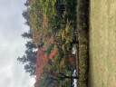 ～偕楽園紅葉状況のお知らせ～