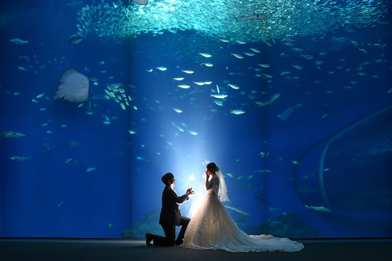 ～水族館ロケ館内大水槽編～