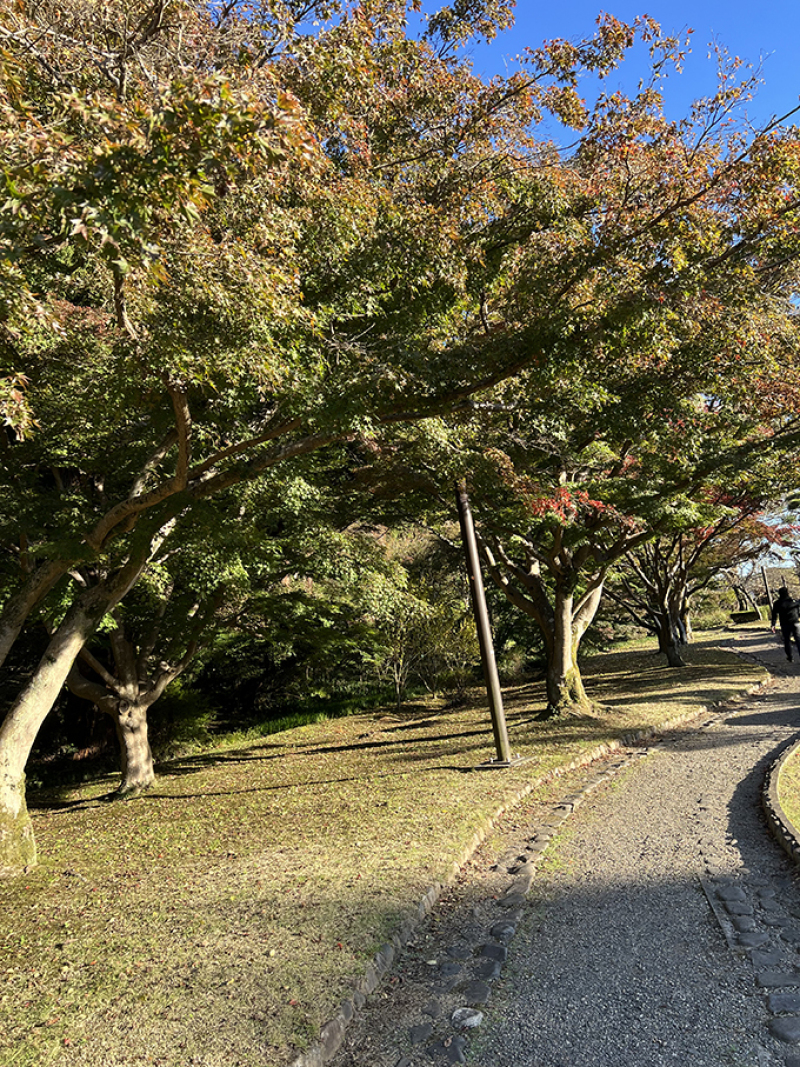~偕楽園の紅葉状況~