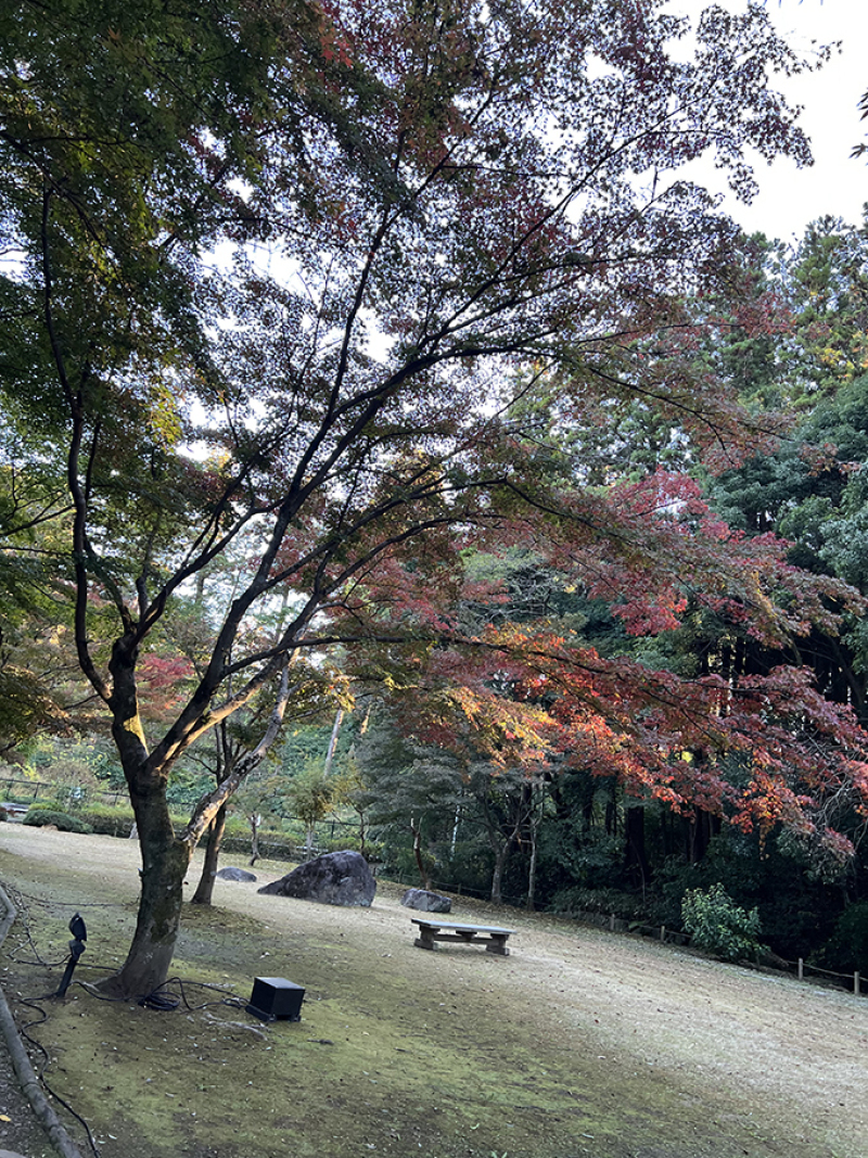 ～もみじ谷の紅葉状況～