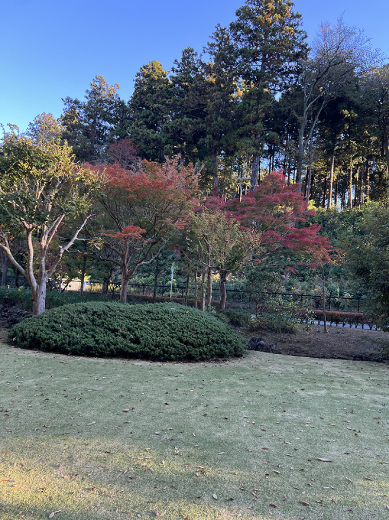 ～もみじ谷の紅葉状況～