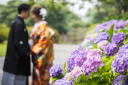 ～まもなく紫陽花～