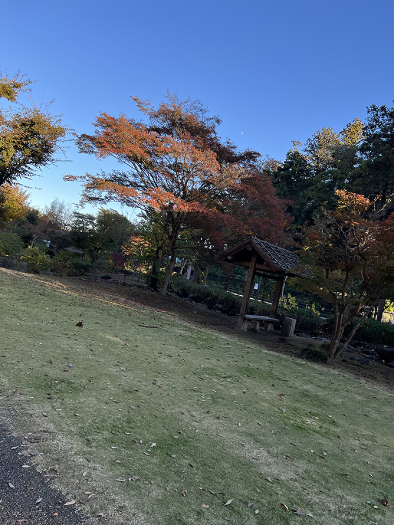 ～もみじ谷の紅葉状況～