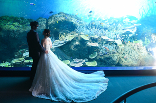 ～水族館ロケ沖縄の海＆3種類の水槽編～