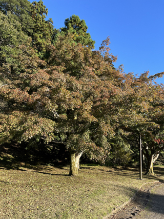 ～偕楽園の紅葉状況～