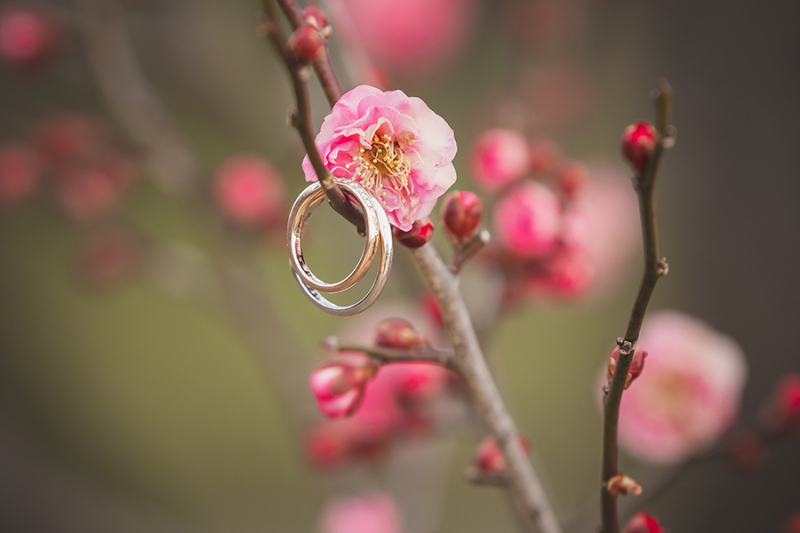 ~偕楽園季節ごとのお写真❀1月~3月~