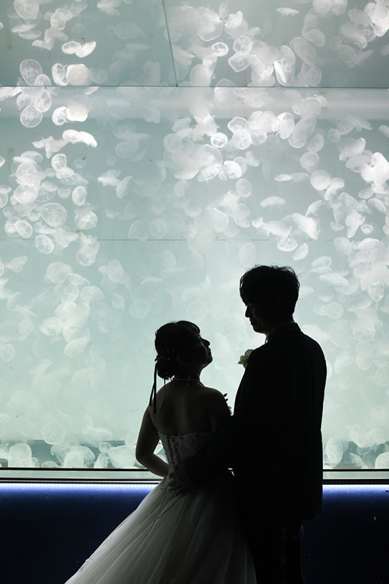 ～水族館ロケ館内クラゲ編～