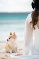 ペットと一緒にフォトウェディング！