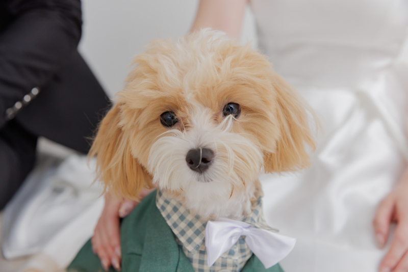 【ペットプラン】愛犬と一緒に前撮り☺︎♡