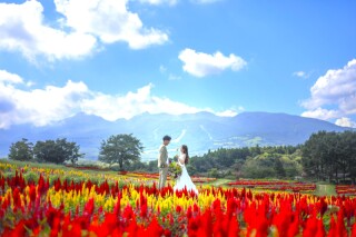 今だけ！那須フラワーワールドが最美のケイトウシーズン！