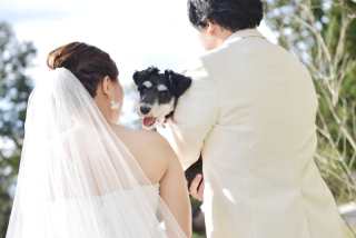 愛犬とのフォトウェディング。ご機嫌なレジェンドくん♪