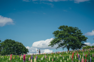 アートな雰囲気のリピナス。那須フラワーワールドさんでの撮影。