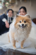 【洋装】ペットと撮影