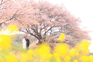 ◎桜の撮影は2月~4月です◎