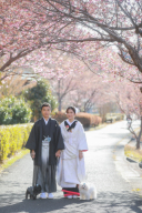 河津桜がいよいよ開花！