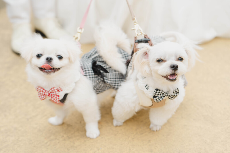 ~いばらきフラワーパーク~愛犬と過ごすしあわせフォトウェディング