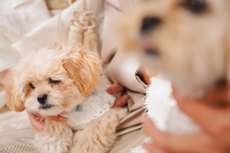 【スタジオAQUA】愛犬たちと