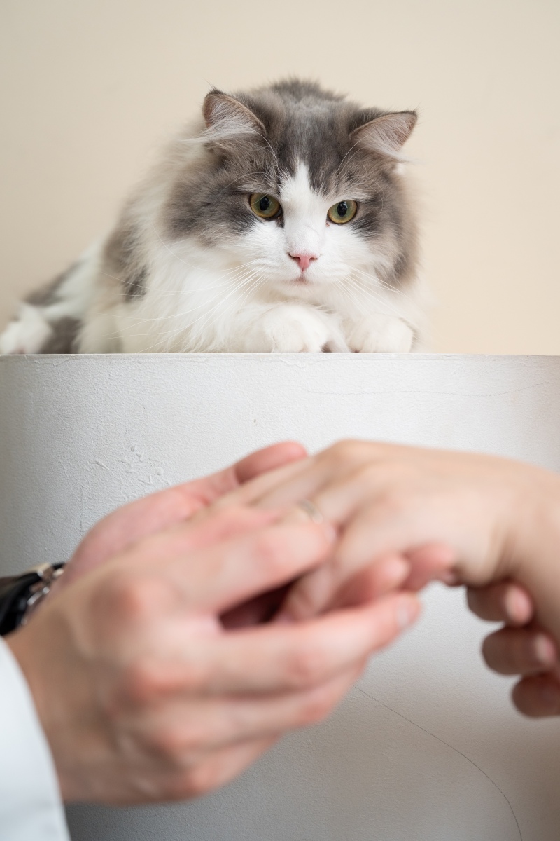 【スタジオAQUA】洋装で猫ちゃんとハウススタジオ撮影！