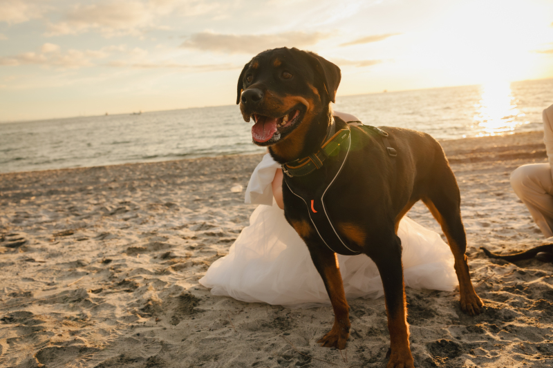 【スタジオAQUA】愛犬たちと