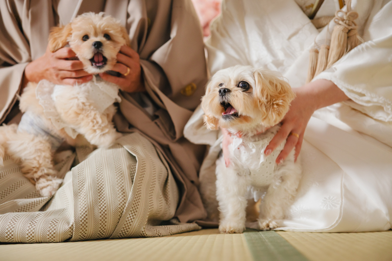 【スタジオAQUA】愛犬たちと