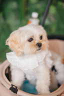 【スタジオAQUA】愛犬たちと