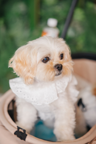 【スタジオAQUA】愛犬たちと