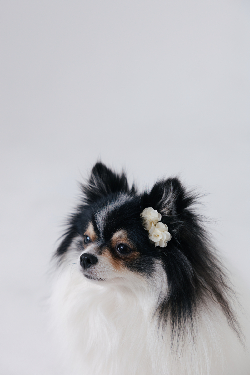 【スタジオAQUA】愛犬と一緒に和洋撮影!