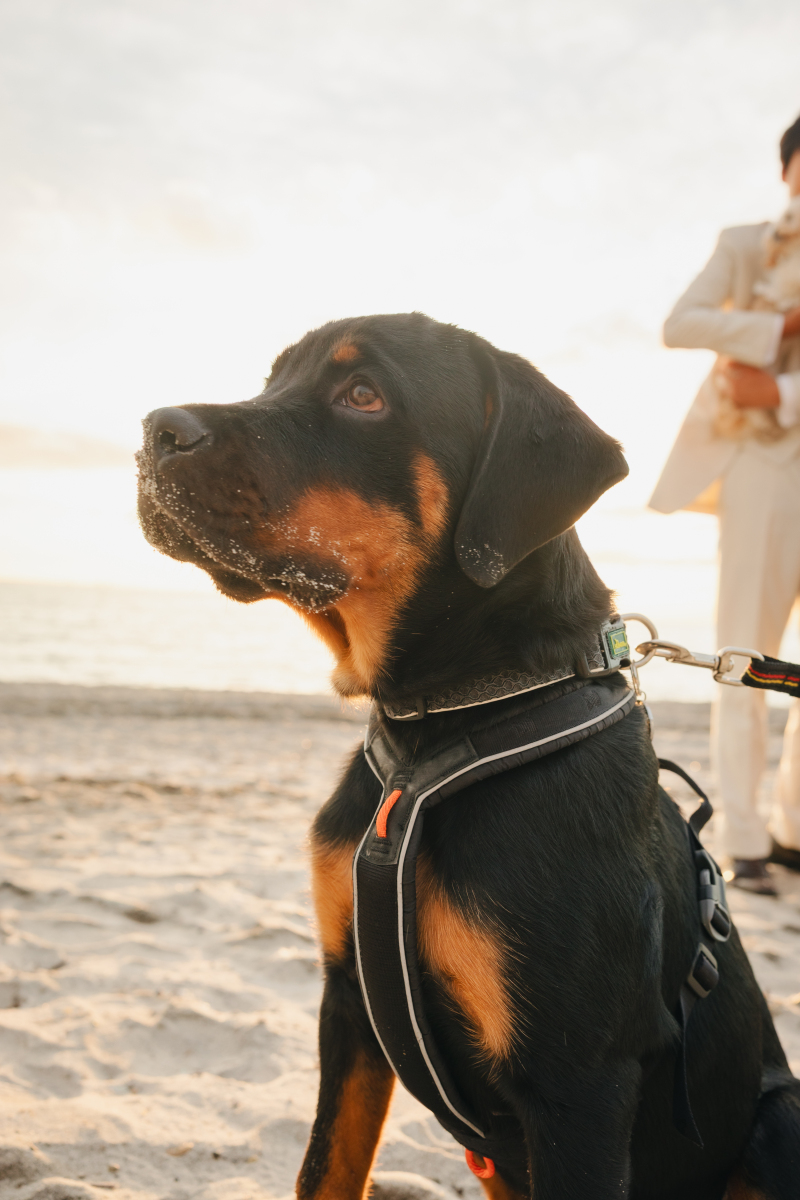 【スタジオAQUA】愛犬たちと