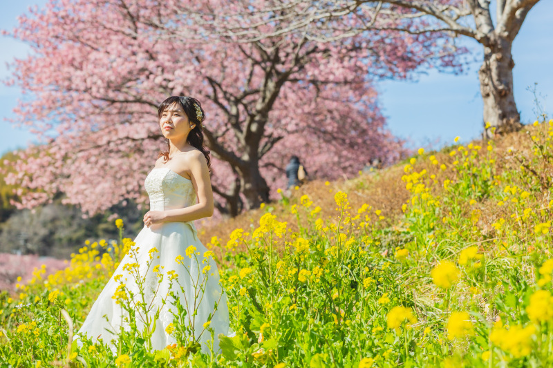 【スタジオAQUA】河津桜、イチオシです!